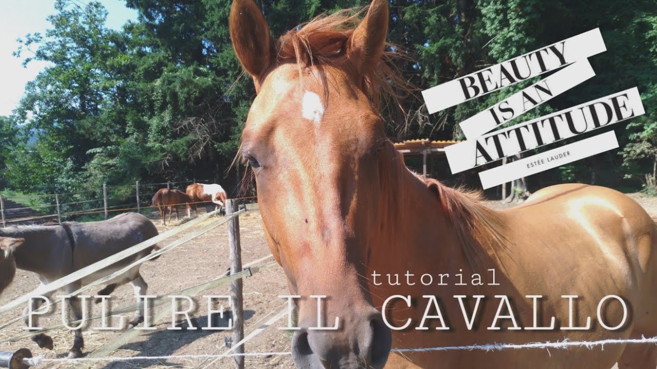 TUTORIAL COME PULIRE IL CAVALLO *senza usare acqua* | Sara Aventino