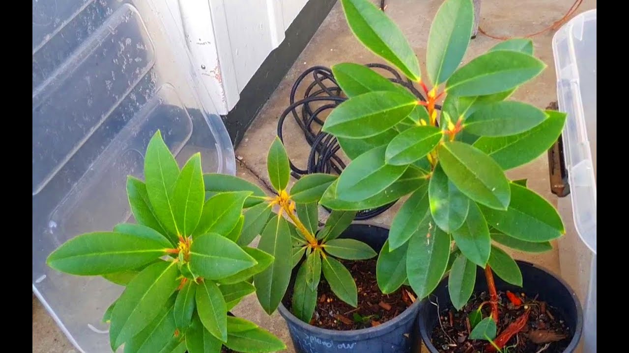 Rhododendron cuttings - 1 year growth