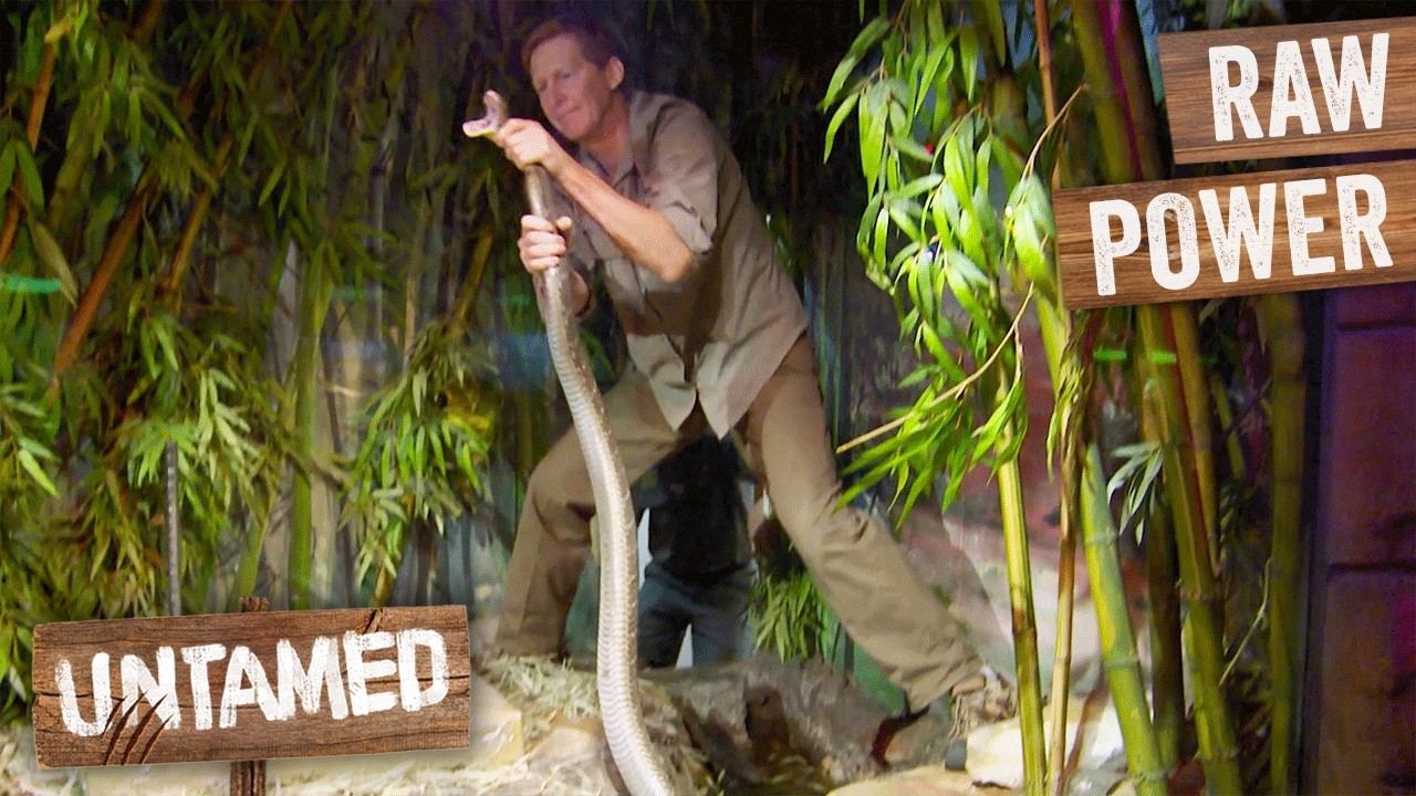 Top 5 Rangers' Dangerous Close Calls With Wild Beasts