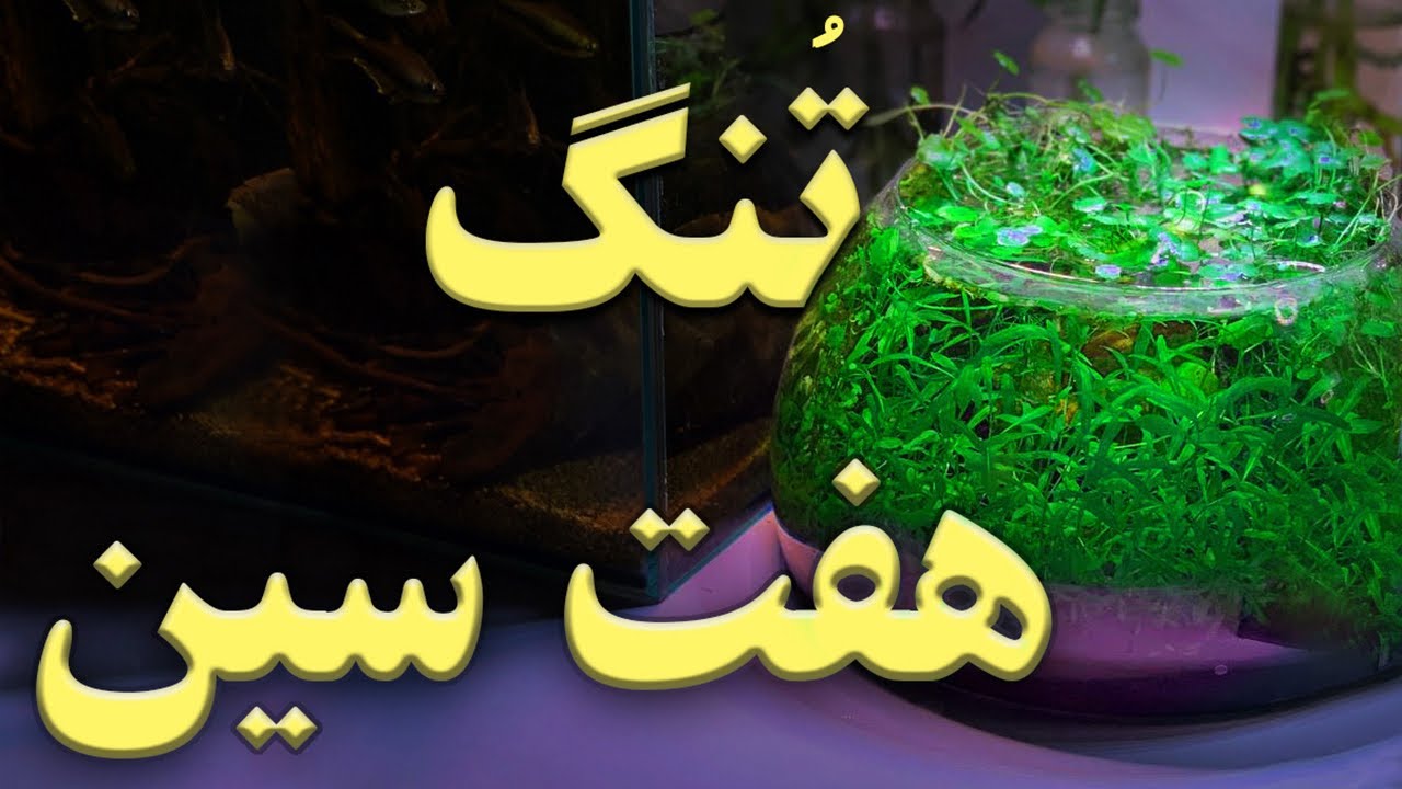 ساخت تُنگ کوچک با گیاه طبیعی (مناسب سفره هفت سین)🌹