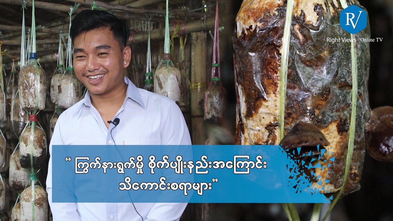 ကြွက်နားရွက်မှိုစိုက်ပျိုးနည်း