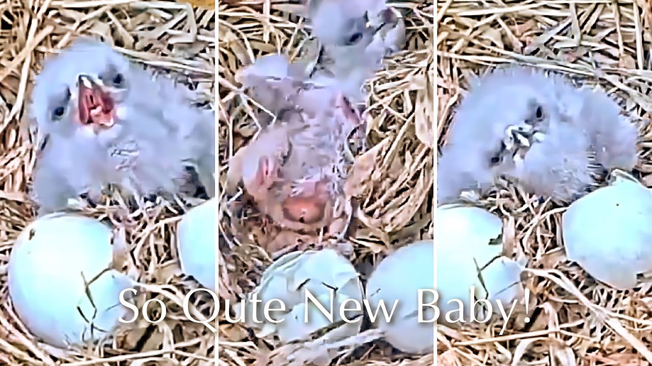 #8🦅🐥0°🥚(💔🥚)／Duke  Farms  Eagle Nest 2026／Duke Mom💗Duke Dad／by Duke  Farms
