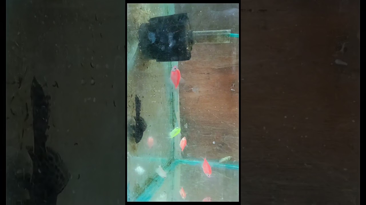 Aquarium farm tour 