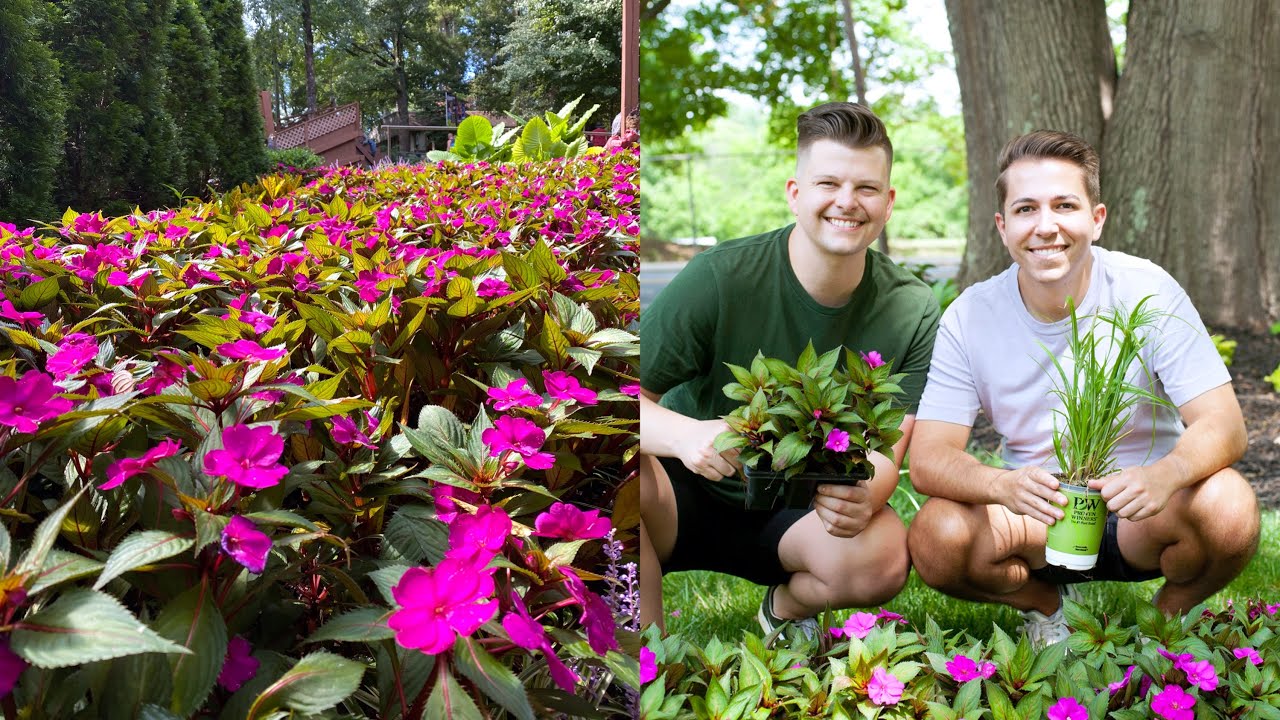 How to Mass Plant SunPatiens | Theme Park Inspiration | Gardener in Love