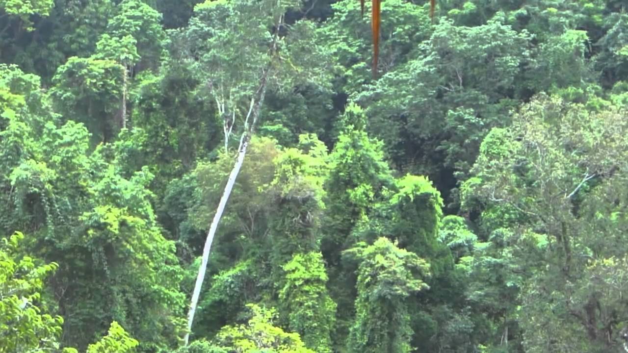 The Song of the Gibbon, Bokeo Nature Reserve, Laos