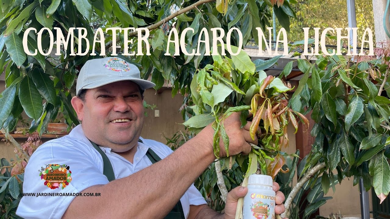 Como combater ácaro na lichia
