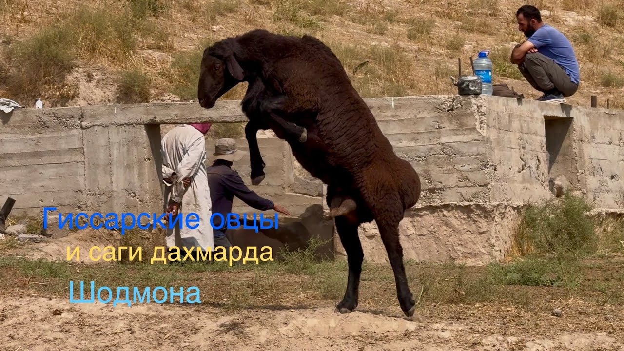 Гиссарские овцы и саги дахмарда Шодмона