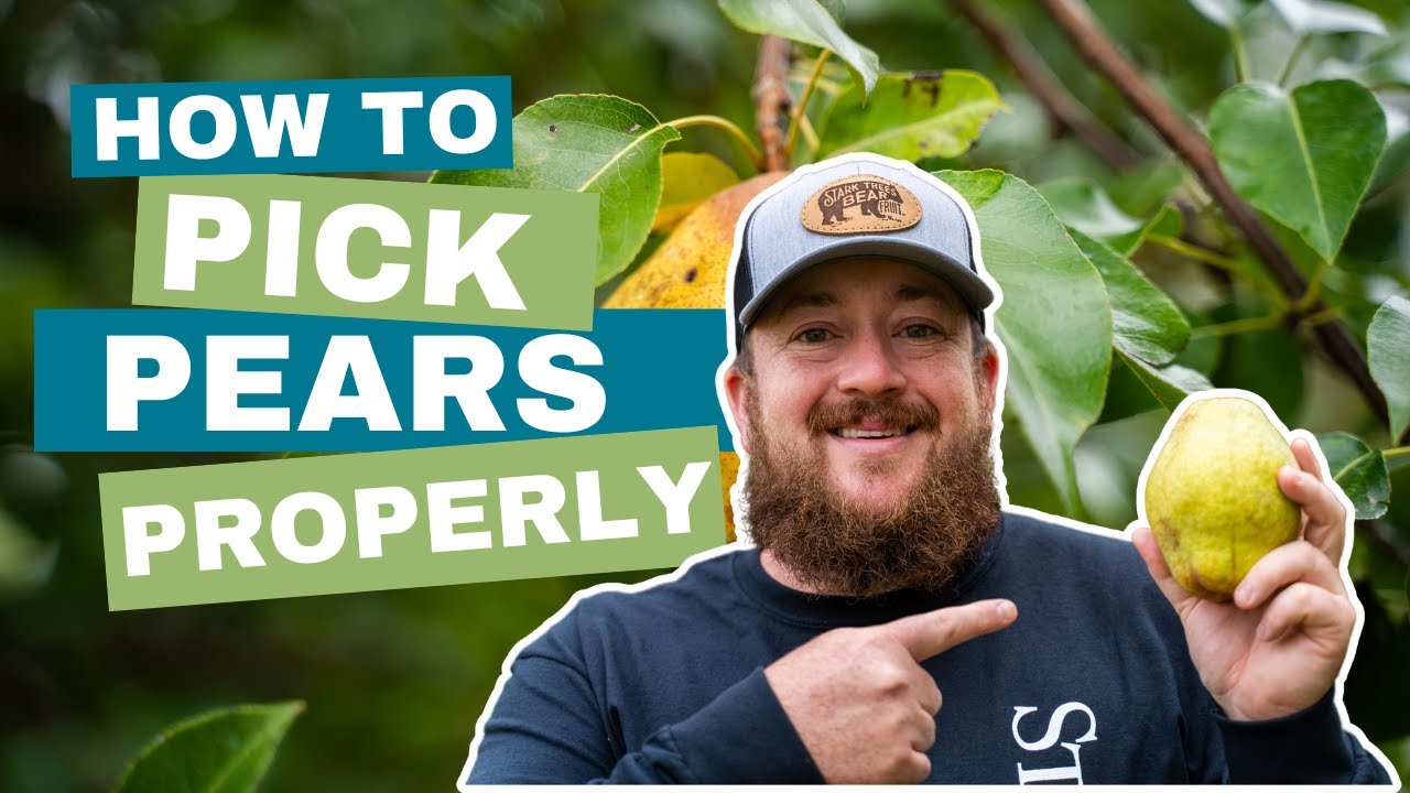 How to Know when Pears are Ready to Pick