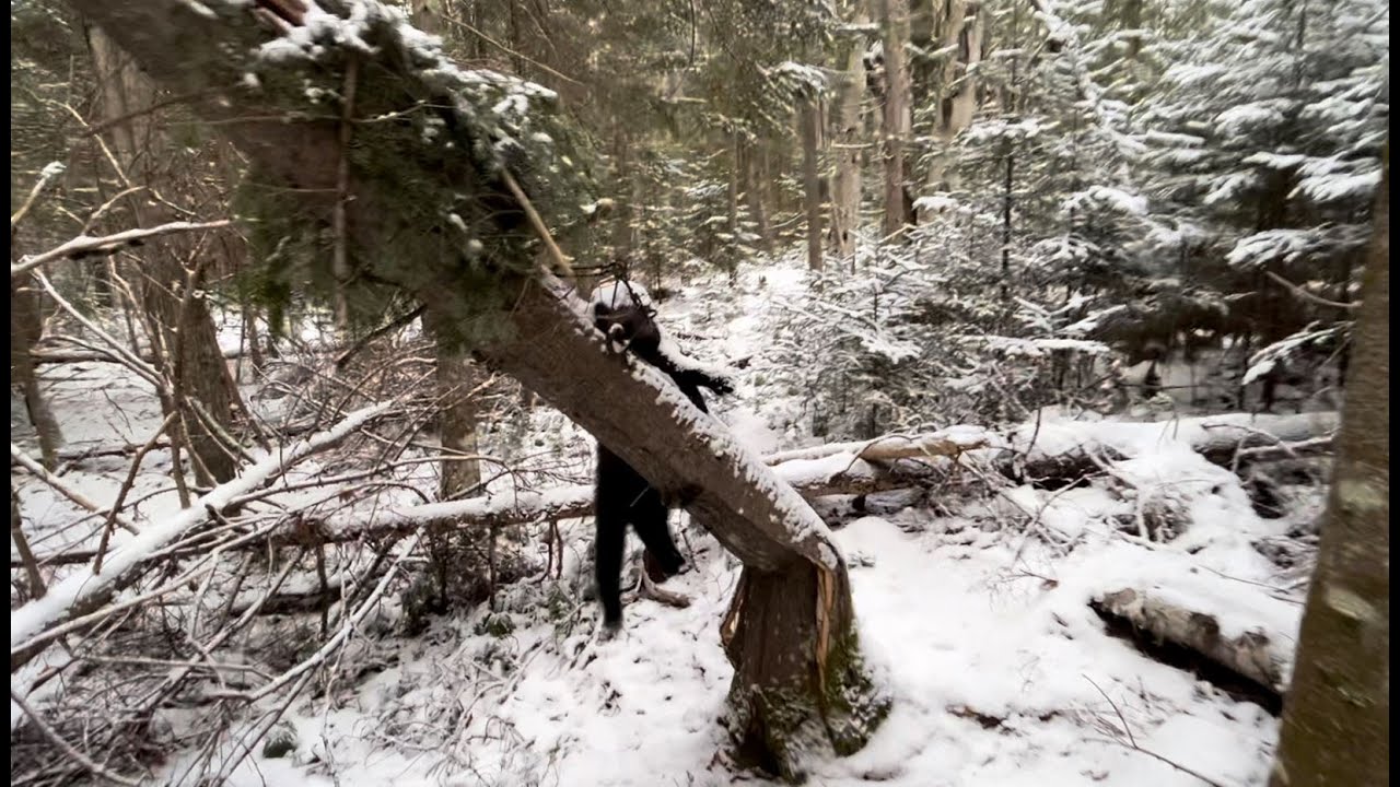 Fisher & Marten Trapping in Northern NY Part 3