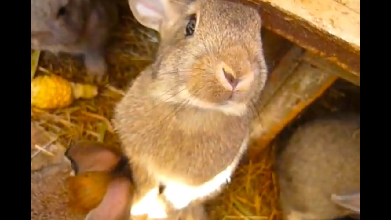 Кролики едят кукурузу. Кролиководство. Ферма, клетка