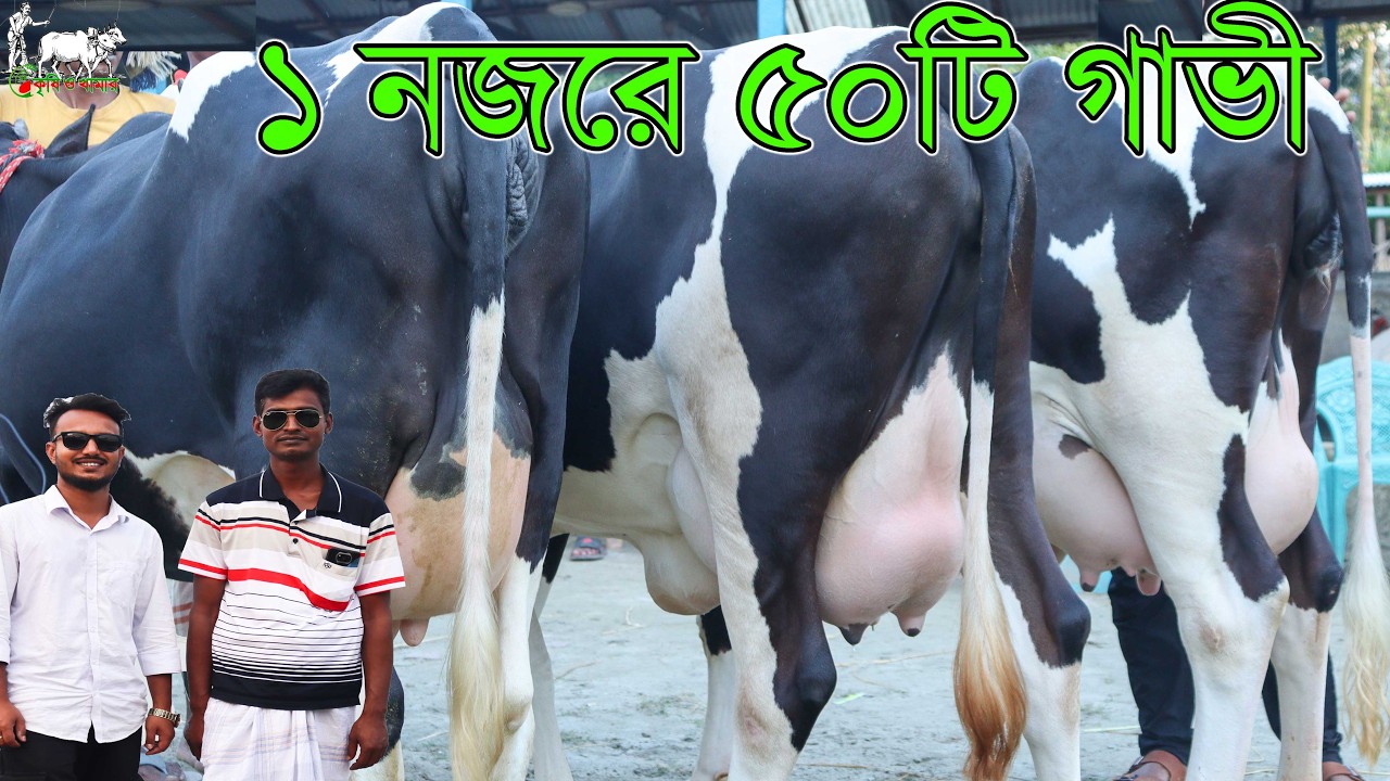 ১ নজরে ৫০টির অধিক বাচ্চাসহ,প্রেগ্নেন্ট ও চেক গাভ গাভী দেখুন। সবার চেয়ে কমদামে গাভী কেনা ও বিক্রি।