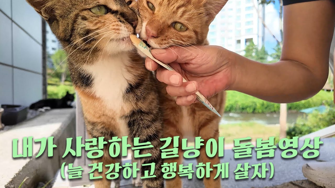[무자막] 길냥이 돌봄 영상 길냥이ASMR. 아이들을 기억하고 기록하기 위해. 길냥이 돌봄 이야기.  가을을 맞이한 냥이들. 보기만 해도 힐링❤️