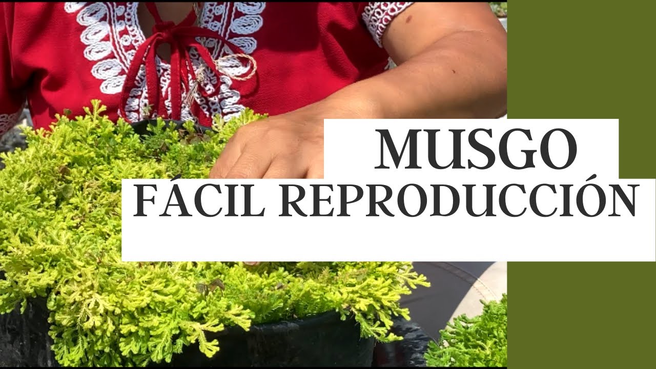 MUSGO REPRODUCCIÓN FÁCIL (Selaginella Kraussiana)