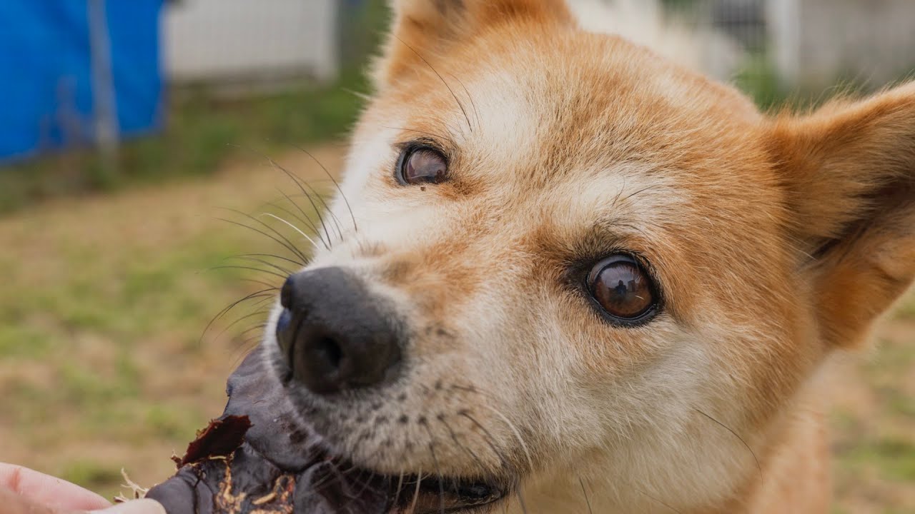 保護犬ポートレート (Canon RF50mm F1.8 STM）