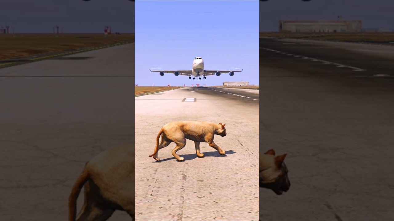 Puma niespodziewanie pojawiła się podczas lądowania samolotu | Grand Theft Auto V ||