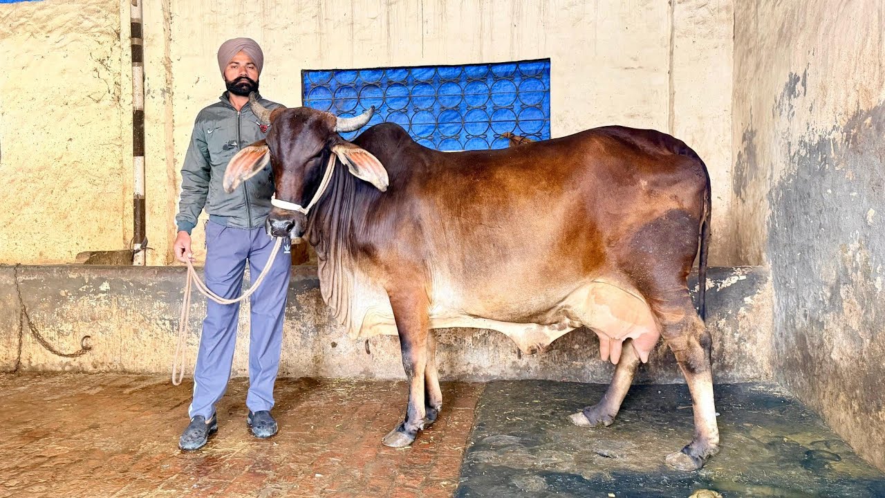 ਟੌਪ ਕਲਾਸ 25ਲੀਟਰ ਗੇਰ ਵੈੜ ਵੀਕਾਓ। cow for sale/vadiya farm/16-2-26