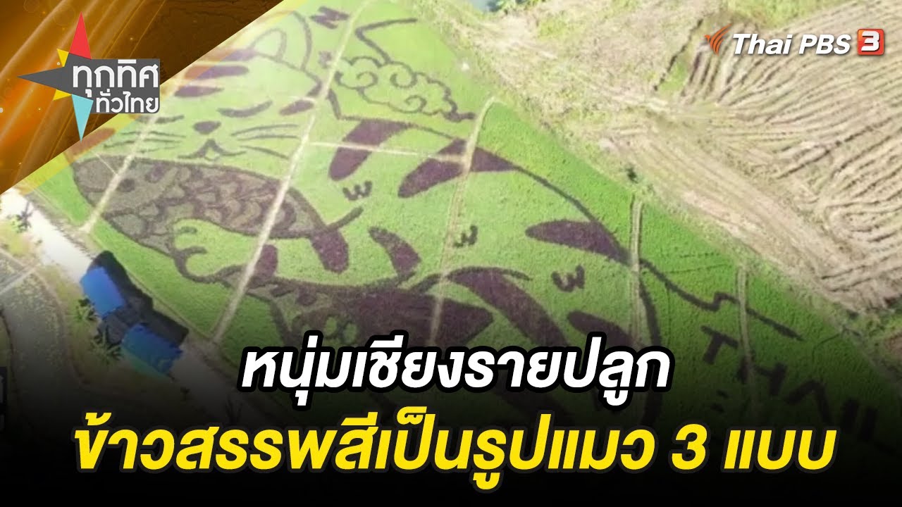 หนุ่มเชียงรายปลูกข้าวสรรพสีเป็นรูปแมว 3 แบบ | ทุกทิศทั่วไทย | 13 ธ.ค. 66