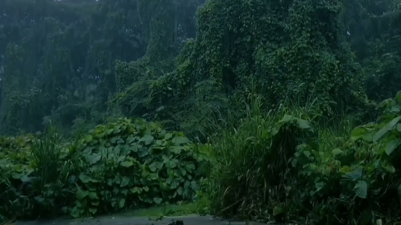 Gentle Forest Rain ASMR 🌧️ Rain Sounds for Deep Sleep “Pioggia nella foresta”