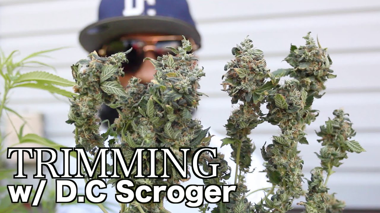 TRIMMING TOP SHELF WITH D.C. SCROGER!!!!