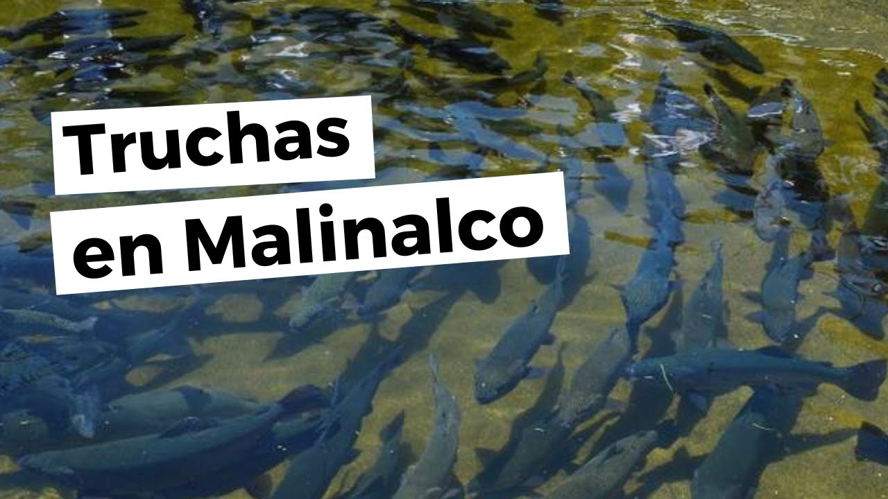 ¿Qué comer en Malinalco? / Criadero de truchas / Cómo llegar, menú, precios, nieve Malinalli, y más