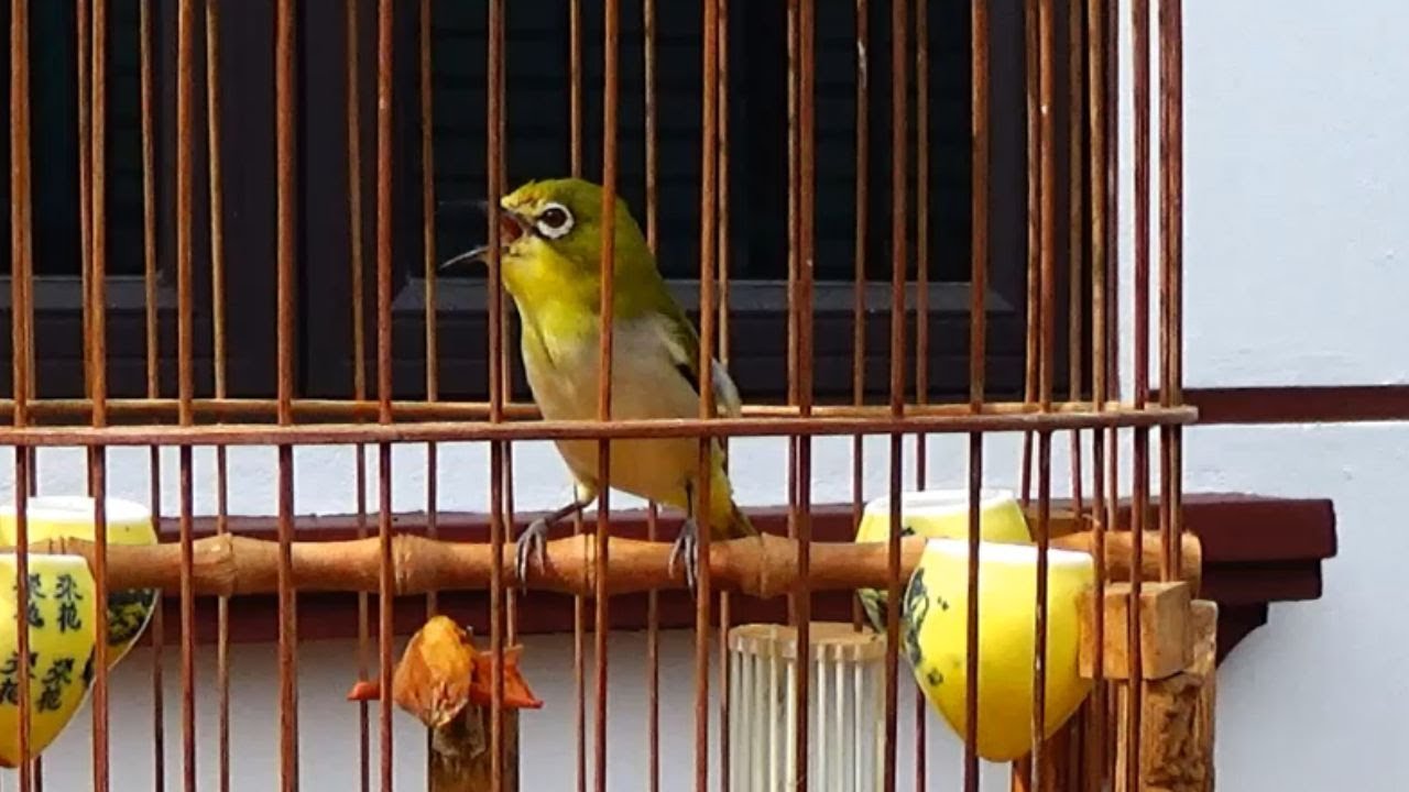 Khuyên líu hót kích bổi , thúc khuyên mộc tập líu hót cực nhạy , khuyên líu choè