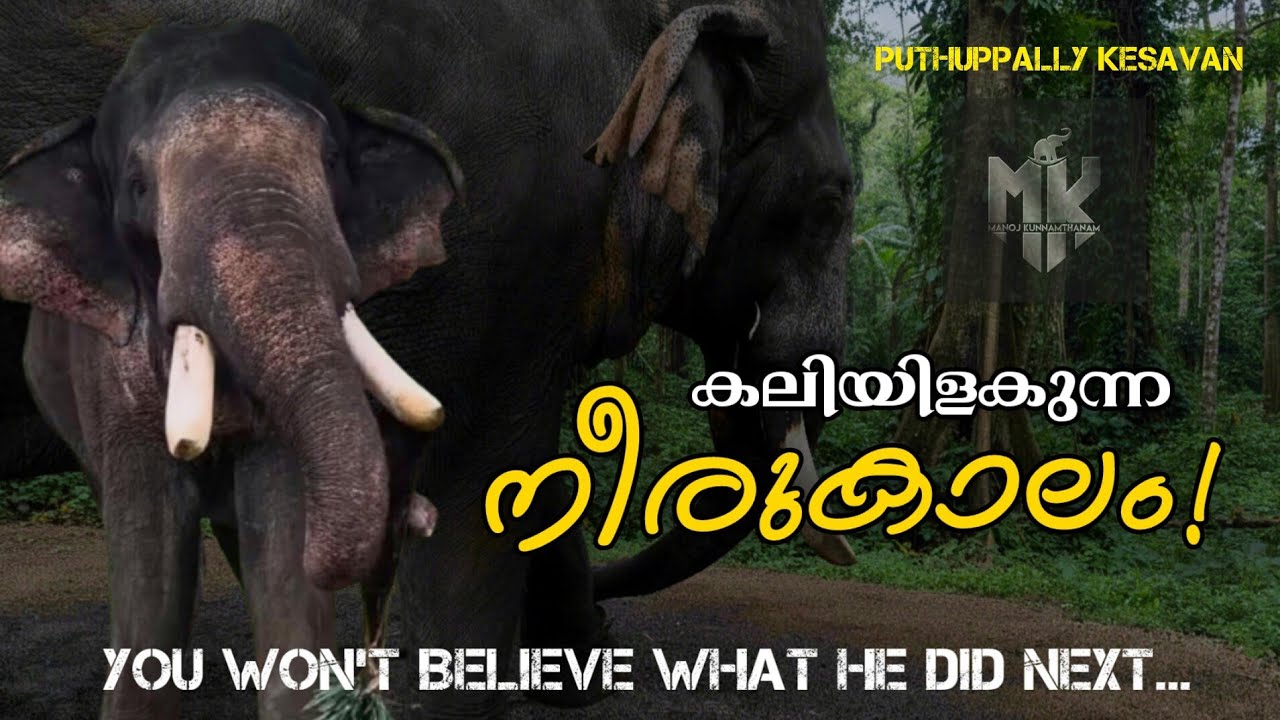 Kesavan shows anger in everything he does! 😈 Puthuppally Kesavan is in his musth period 🔥 MK Channel