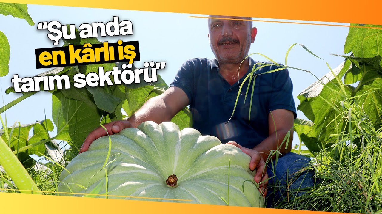 40 Ton Kabaktan 250 Bin TL Gelir Bekliyor