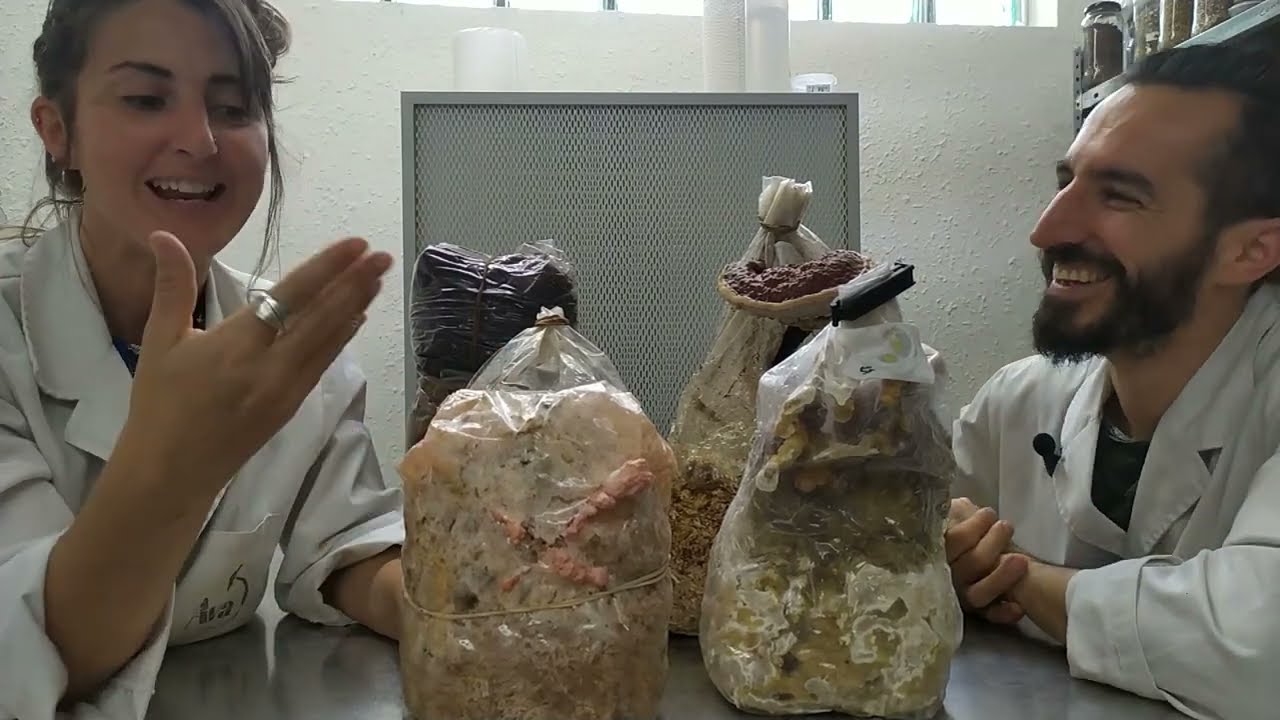 🤍Sustratos colonizados - Kits de cultivo