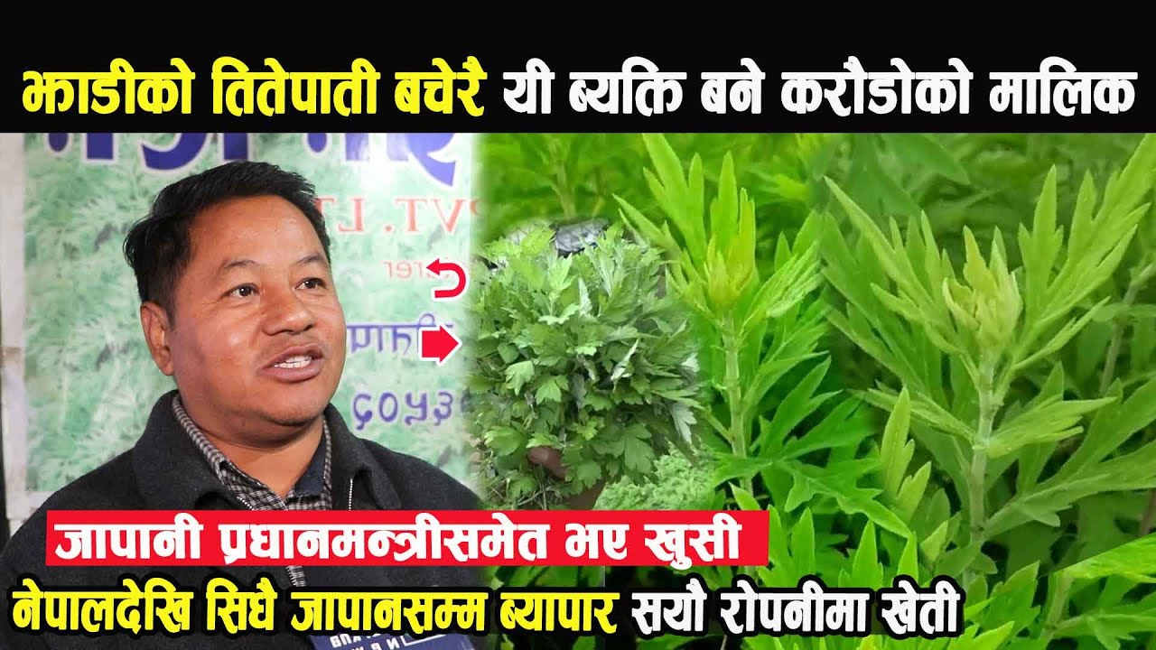 जापान छोडेर नेपालकै झाडीमा तितेपाती खेति,नेपालबाट सिधैजापानसम्म ब्यापार,जापानी प्रधानमन्त्रीले तारिफ