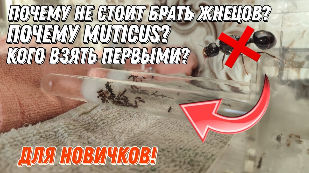 Почему не стоит брать первых мурвьев - жнецов? Почему не Messor structor? Кого взять первыми?