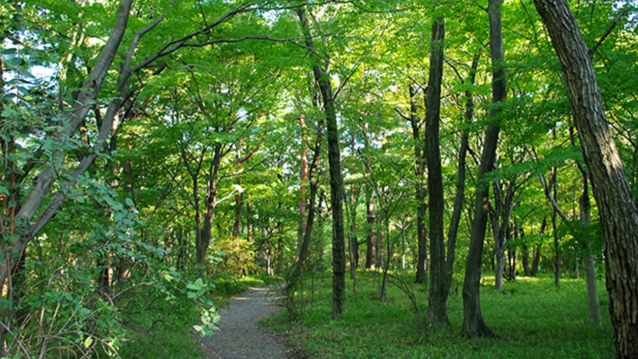 William Byrd : Browning ”The Leaves be Green