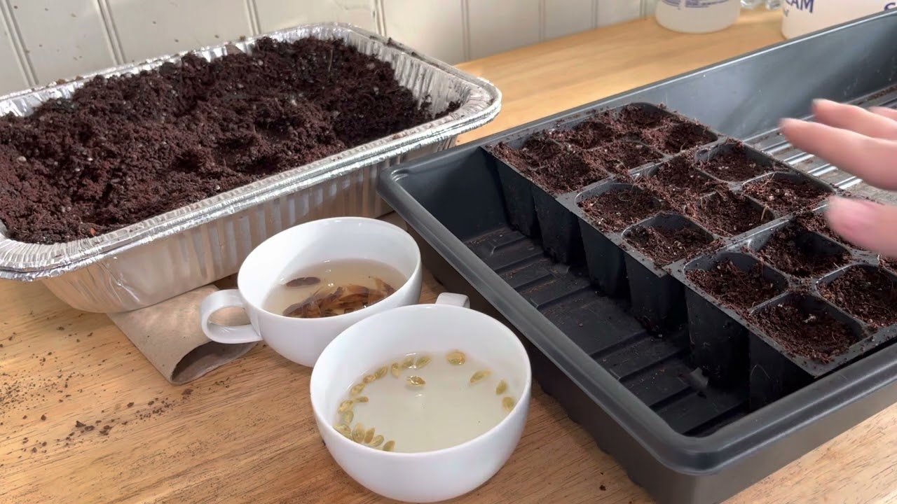 The Bittersweet Gardens: Soaking Seeds- Kumquat and Catalpa