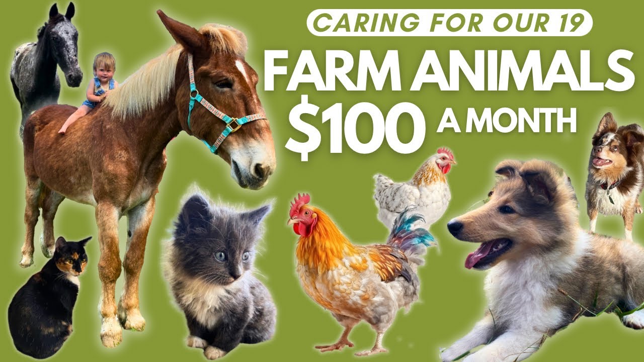 Don't Waste Your Money!💰🐓Homestead Animals on a $100 Monthly Budget