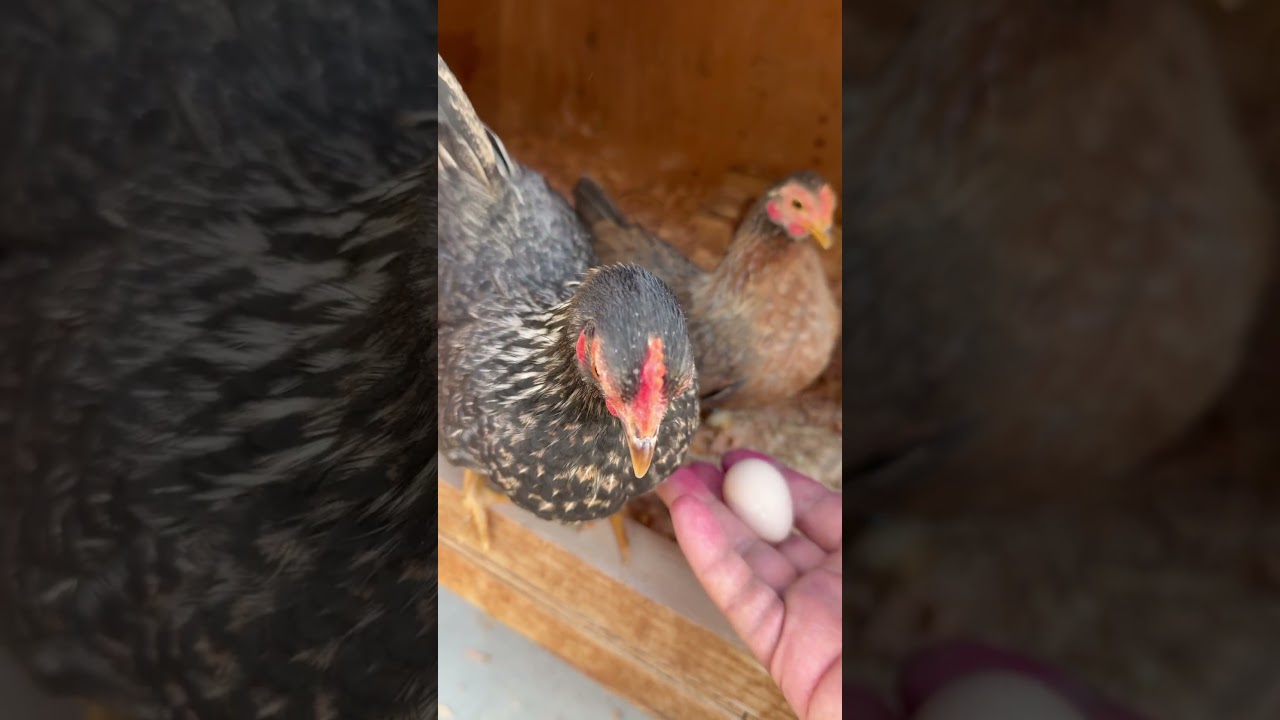 Who&rsquo;s the momma? 4-5 month olds #serama #bantam #chickens