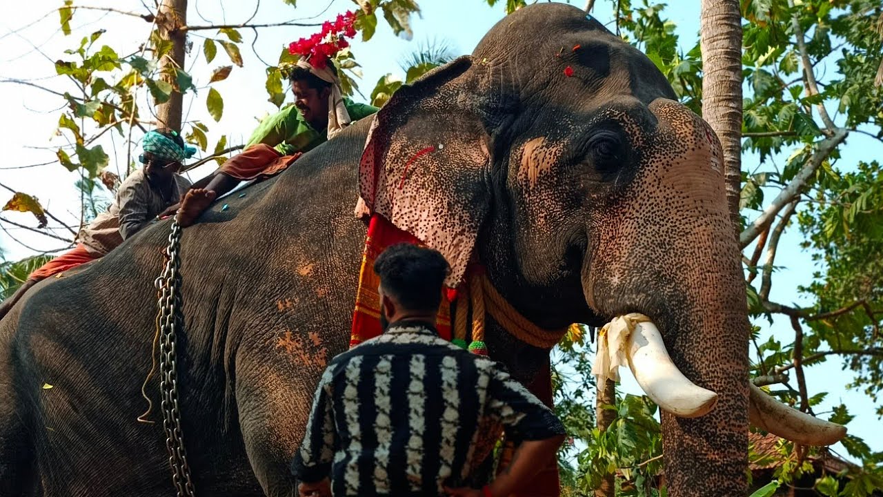 മീനാട് വിനായകൻ തടി പിടിച്ചപ്പോൾ 🪵🐘