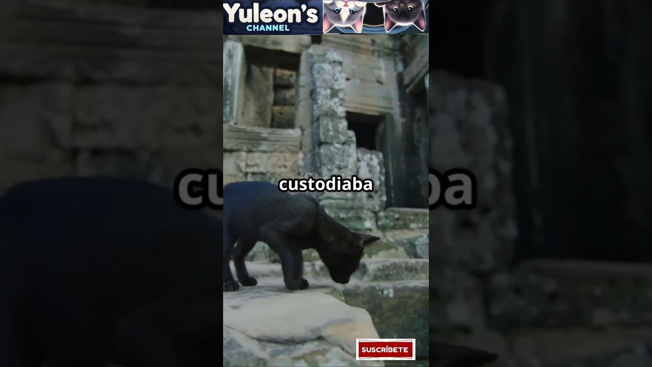 Guardianes Felinos: Misterios de Oriente
