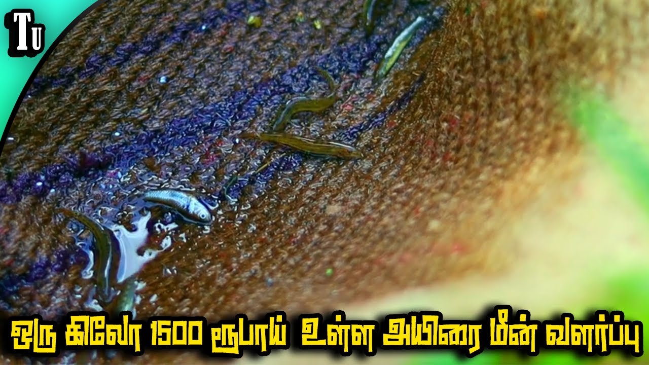 Madurai famous அயிரை  மீன் வளர்ப்பு | ayirai meen valarpu