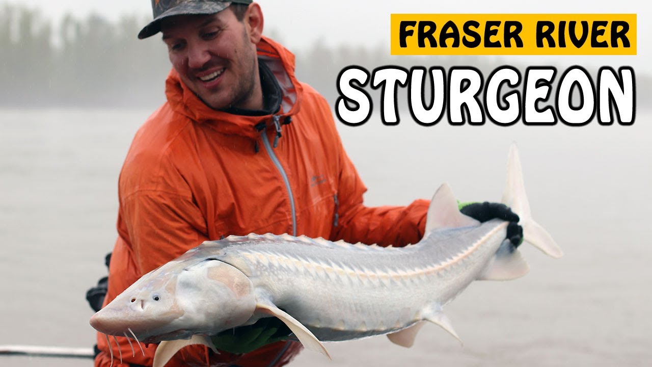 FINICKY FRASER RIVER WHITE STURGEON IN EARLY SPRING! | Fishing with Rod