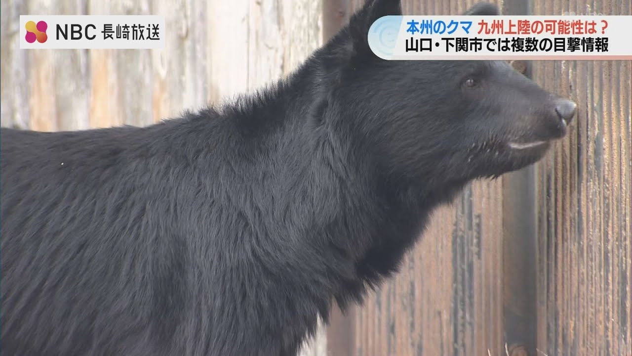 【クマ】絶滅宣言の九州に再上陸は？山口県では目撃情報！650ｍの関門海峡を渡る恐れは？ 専門家「川を泳ぐことはあっても&hellip;」