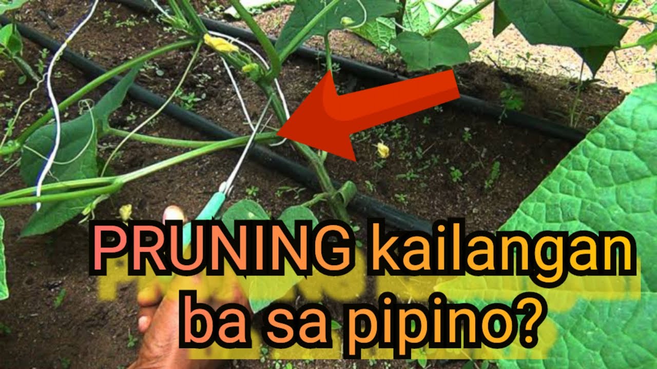 PRUNING OH PAGBABAWAS NG DAHON SA PIPINO NAKAKATULONG NGA BA?