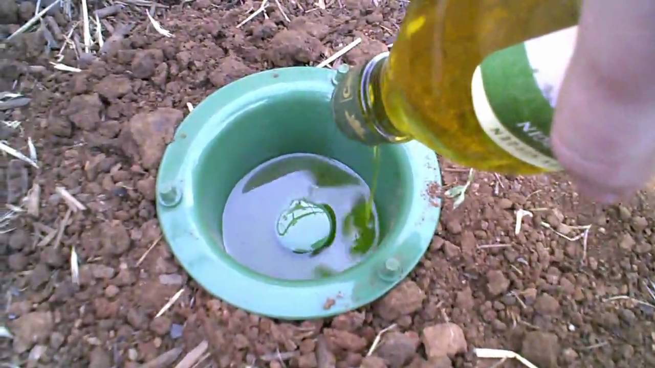 Earwig trap that has results.
