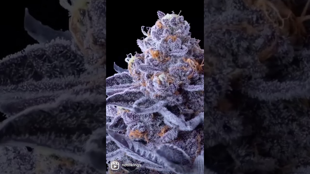 Jealousy in our living soil♻️ Macro shot #shorts video taken by video.macro on IG