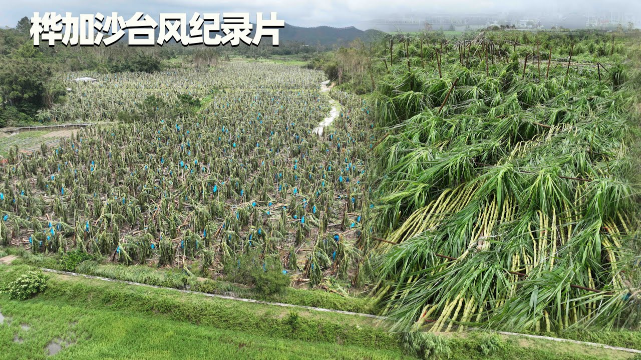 今年最强台风登陆广东阳江，当地农民和渔民怎么说？为什么要记录一场台风The strongest typhoon this time landed in Yangjiang, Guangdong