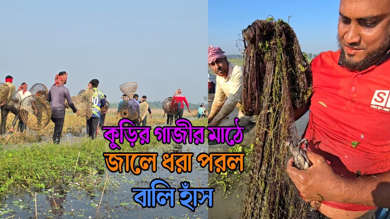 কুড়ির গাজীর মাঠে মাছ নয়, জালে ধরা পড়লো বালি হাঁস। 