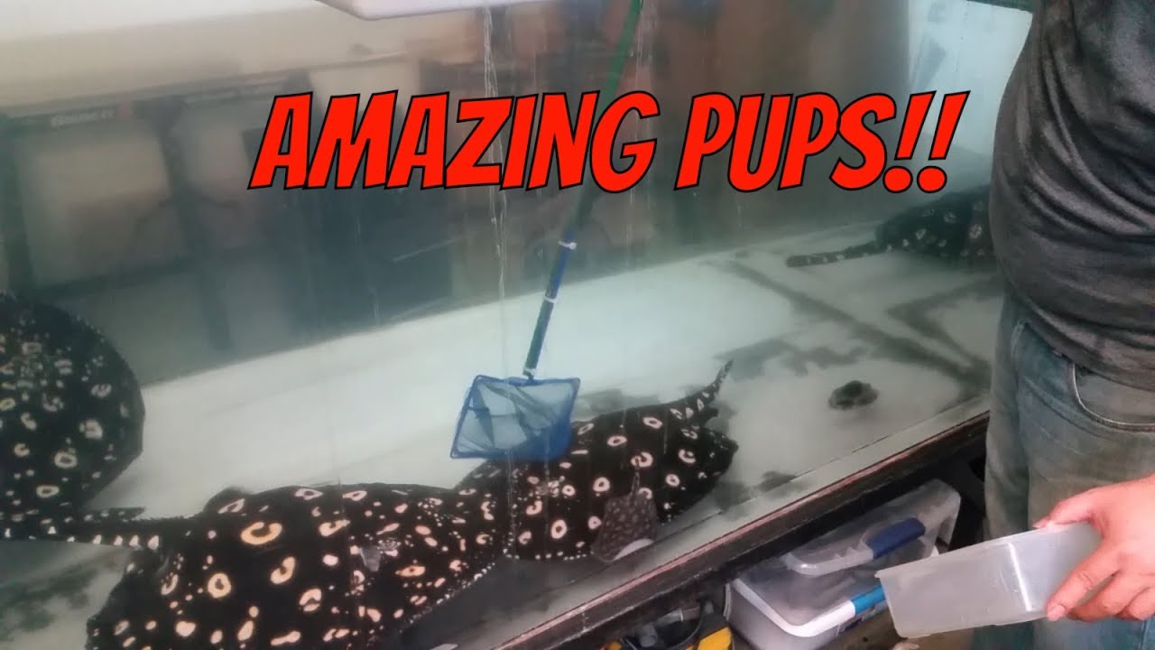 Black Diamond Stingray Newborn Pups