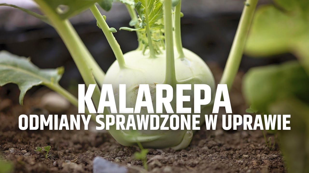Kalarepa - odmiany sprawdzone w uprawie