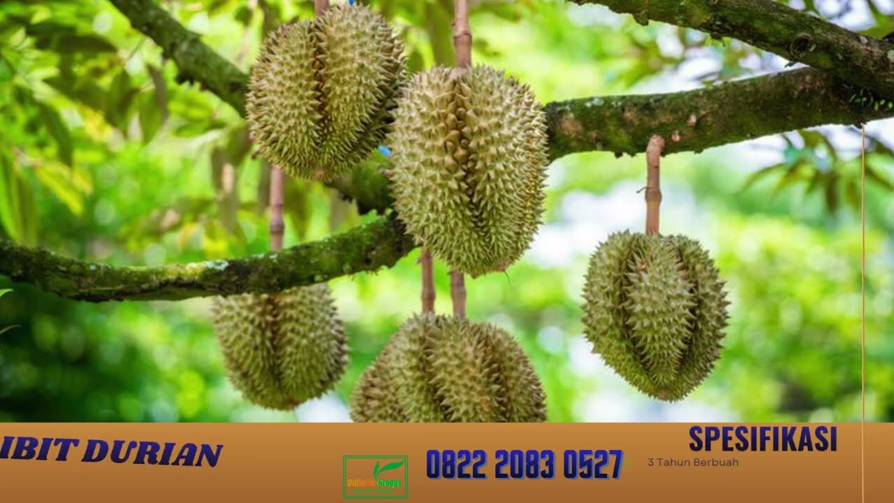 Pollarise 0822.2083.0527 (Tsel)   Bibit Durian Musang King Sukoharjo