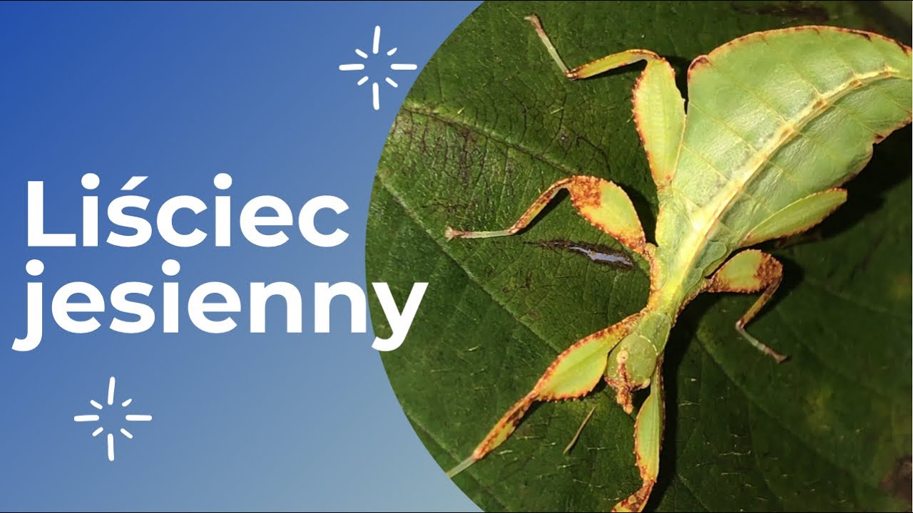 LIŚCIEC JESIENNY 🍃🍃