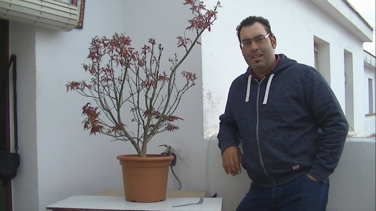 primer trabajo arce plamatum atropurpureum (bonsaimania)