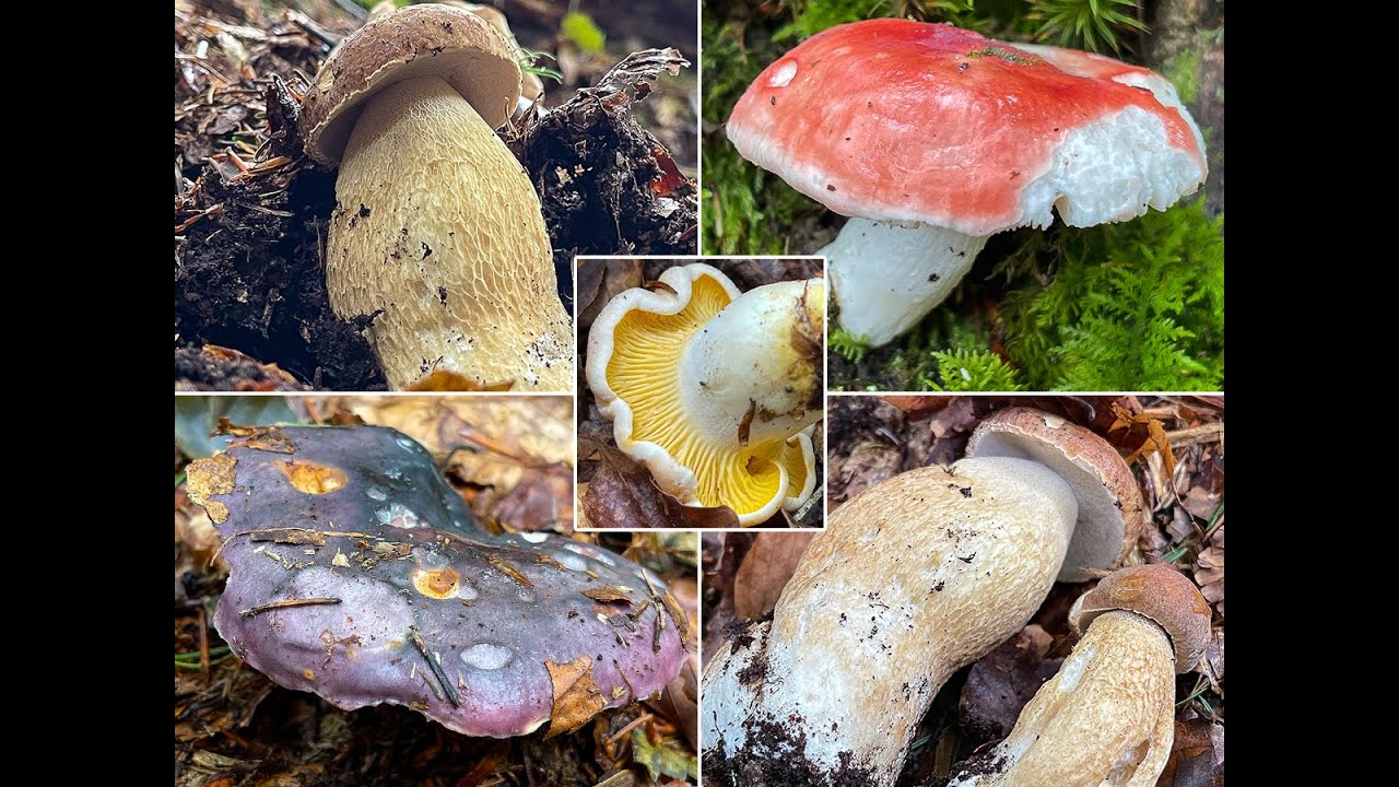Pilze im Juli | 09.07.2021 | Sommersteinpilze, Pfifferlinge, Frauentäubling und mehr | Herbstwetter